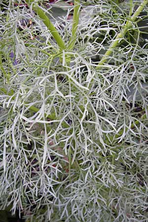 Ammi visnaga \ Bischofskraut, Zahnstocher-Ammei / Khella, D Weinheim an der Bergstraße, Botan. Gar.  Hermannshof 1.8.2014