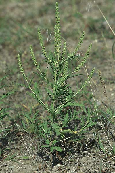 Ambrosia coronopifolia \ Ausdauernde Ambrosie / Perennial Ragweed, D Mannheim-Rheinau 28.8.2005