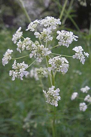 Anthriscus sylvestris \ Wiesen-Kerbel, D Odenwald, Nieder-Ramstadt 9.5.2006