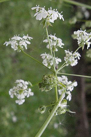 Anthriscus sylvestris / Cow Parsley, D Odenwald, Nieder-Ramstadt 9.5.2006