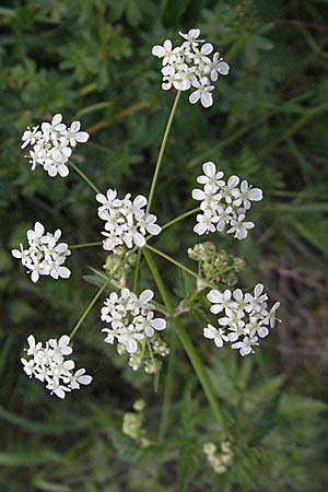 Anthriscus sylvestris \ Wiesen-Kerbel, D Odenwald, Nieder-Ramstadt 9.5.2006