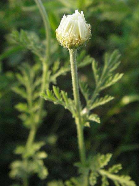 Anthemis ruthenica \ Ukrainische Hundskamille / Russian Chamomile, D Mannheim 12.5.2006