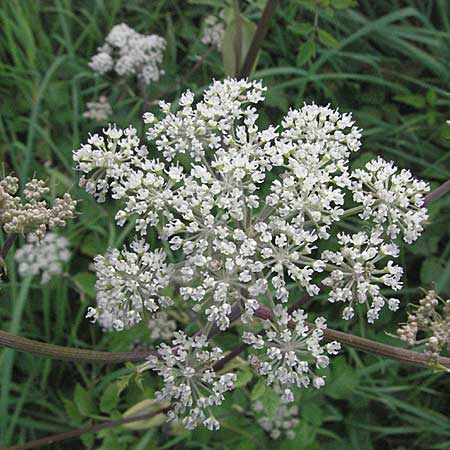 Angelica sylvestris \ Wald-Engelwurz, Gewhnliche Engelwurz / Wild Angelica, D Mannheim 1.9.2006