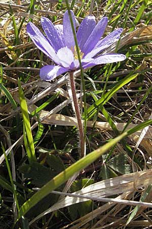 Anemone blanda \ Strahlen-Anemone / Mountain Windflower, D Neuleiningen 5.4.2007