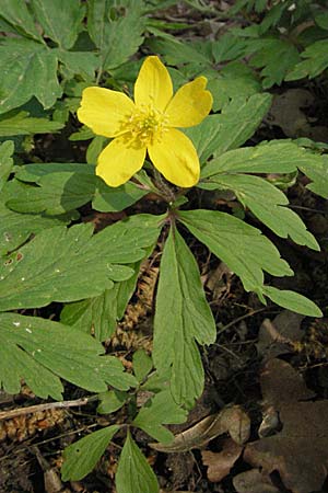 Anemone ranunculoides, Gelbes Windröschen