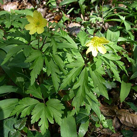 Anemone nemorosa x ranunculoides \ Windrschen-Hybride / Hybrid Anemone, D Hambrücken 29.3.2008