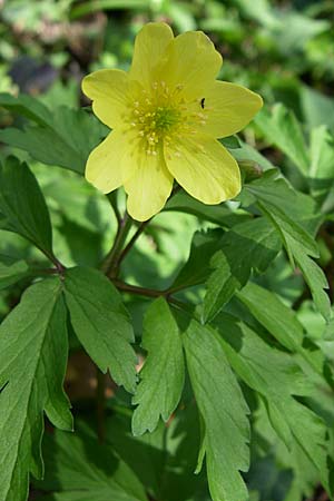 Anemone nemorosa x ranunculoides \ Windrschen-Hybride / Hybrid Anemone, D Hambrücken 29.3.2008