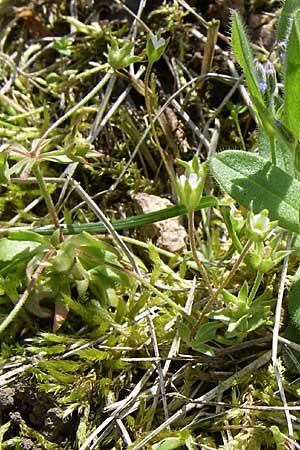 Androsace elongata \ Langgestielter Mannsschild / Elongated Rock Jasmine, D Rheinhessen, Frei-Laubersheim 26.4.2008