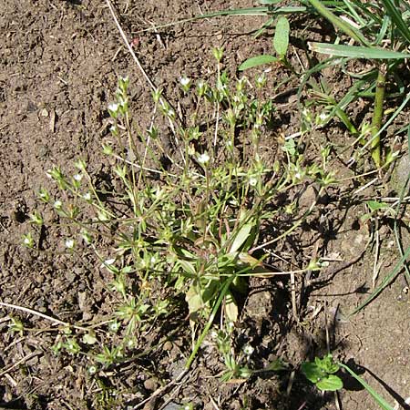 Androsace elongata \ Langgestielter Mannsschild / Elongated Rock Jasmine, D Rheinhessen, Flonheim 26.4.2008