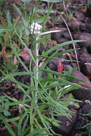 Anaphalis margaritacea / Pearly Everlasting, D Freiburg 12.7.2008