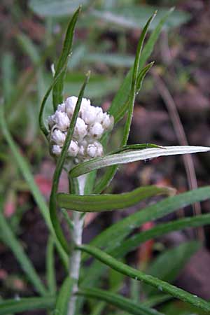 Anaphalis margaritacea \ Silber-Immortelle / Pearly Everlasting, D Freiburg 12.7.2008