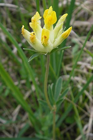 Anthyllis vulneraria subsp. alpestris \ Alpen-Wundklee, D Pfronten 22.5.2009