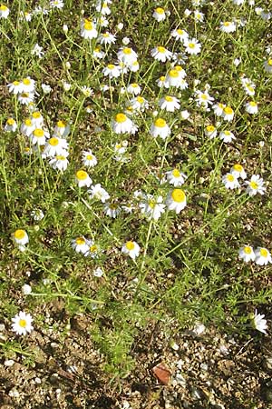 Anthemis austriaca \ sterreichische Hundskamille / Austrian Chamomile, D Nördlingen 23.5.2009