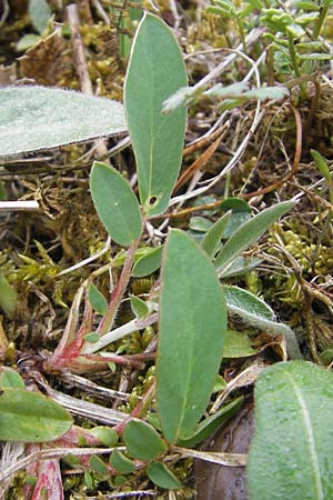 Anthyllis vulneraria subsp. pseudovulneraria \ Futter-Wundklee, D Karlstadt 1.5.2010