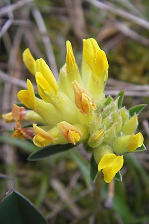 Anthyllis vulneraria subsp. pseudovulneraria \ Futter-Wundklee / Fodder Kidney Vetch, D Karlstadt 1.5.2010