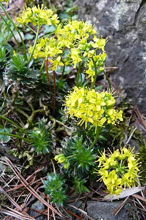 Draba korabensis \ Korab-Felsenblmchen / Mount Korab Whitlowgrass, D Botan. Gar.  Universit.  Heidelberg 1.4.2009