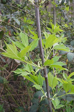 Acer negundo \ Eschen-Ahorn / Box Elder, D Mannheim 3.4.2011