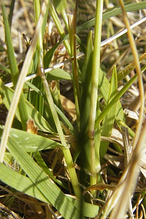 Anthoxanthum odoratum \ Gewhnliches Ruch-Gras / Sweet Vernal Grass, D Karlsruhe 7.5.2011