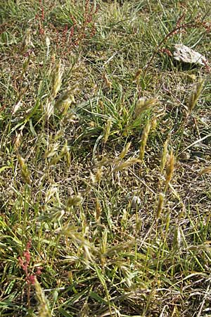 Anthoxanthum odoratum \ Gewhnliches Ruch-Gras / Sweet Vernal Grass, D Karlsruhe 7.5.2011