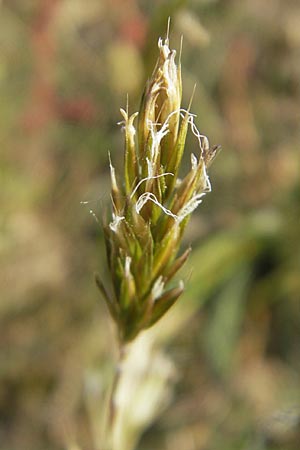 Anthoxanthum odoratum \ Gewhnliches Ruch-Gras, D Karlsruhe 7.5.2011