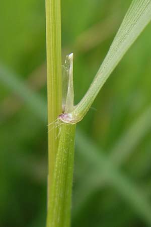 Anthoxanthum odoratum \ Gewhnliches Ruch-Gras / Sweet Vernal Grass, D Nohfelden 14.5.2011