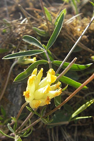 Anthyllis vulneraria subsp. pseudovulneraria \ Futter-Wundklee / Fodder Kidney Vetch, D Lauda-Königshofen 30.5.2011