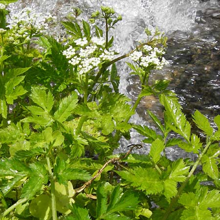 Chaerophyllum hirsutum \ Berg-Klberkropf / Hairy Chervil, D Schwarzwald/Black-Forest, Reichental 8.6.2013