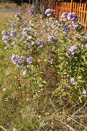 Symphyotrichum novi-belgii \ Neubelgische Herbst-Aster / Michaelmas Daisy, New York Aster, D Neuhof 3.10.2013