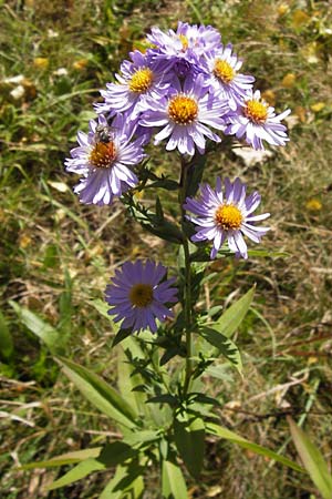 Symphyotrichum novi-belgii \ Neubelgische Herbst-Aster, D Neuhof 3.10.2013