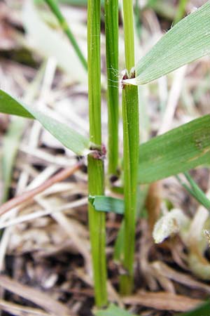 Anthoxanthum odoratum \ Gewhnliches Ruch-Gras / Sweet Vernal Grass, D Klotten 12.4.2014