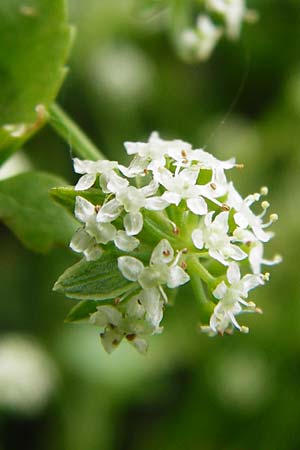 Apium nodiflorum \ Knotenbltige Sellerie, D Friedberg 26.7.2014