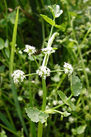 Apium nodiflorum \ Knotenbltige Sellerie / Fool's Water-Cress, D Friedberg 26.7.2014