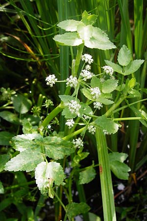 Apium nodiflorum / Fool's Water-Cress, D Friedberg 26.7.2014