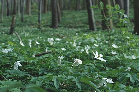 Anemone nemorosa \ Busch-Windrschen / Wood Anemone, D Weinheim an der Bergstraße 16.4.1994