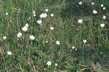 Anemone sylvestris / Snowdrop Anemone, D Neuleiningen 7.5.1995