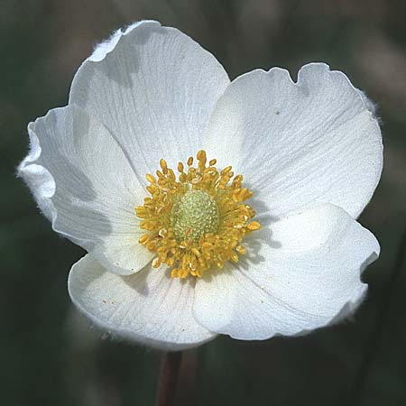 Anemone sylvestris / Snowdrop Anemone, D Neuleiningen 1.5.2000