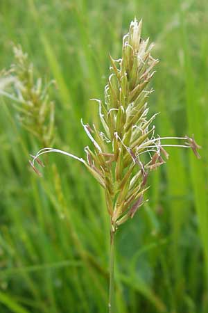 Anthoxanthum odoratum \ Gewhnliches Ruch-Gras / Sweet Vernal Grass, D Zusmarshausen 5.5.2012