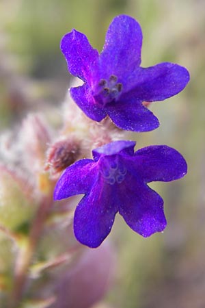 Anchusa officinalis \ Gewhnliche Ochsenzunge / Common Bugloss, D Heidelberg 21.7.2012