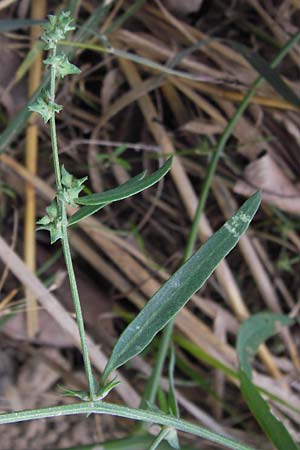 Atriplex oblongifolia \ Langblttrige Melde / Oblong Leaved Orache, D Wiesloch 11.9.2012