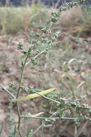 Atriplex oblongifolia \ Langblttrige Melde / Oblong Leaved Orache, D Wiesloch 11.9.2012