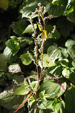 Atriplex oblongifolia \ Langblttrige Melde / Oblong Leaved Orache, D Frankfurt-Niederrad 19.9.2012