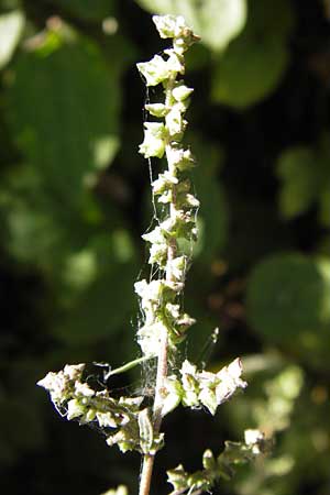 Atriplex oblongifolia \ Langblttrige Melde / Oblong Leaved Orache, D Frankfurt-Niederrad 19.9.2012