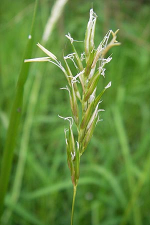 Anthoxanthum odoratum \ Gewhnliches Ruch-Gras, D Odenwald, Mitlechtern 11.5.2013