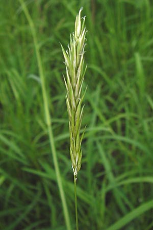 Anthoxanthum odoratum \ Gewhnliches Ruch-Gras, D Odenwald, Mitlechtern 11.5.2013