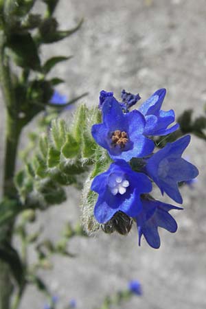 Anchusa officinalis subsp. procera / Tall Bugloss, D Mannheim 20.6.2013