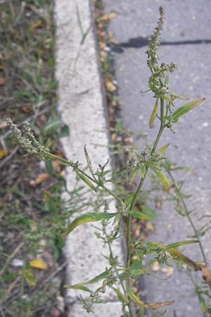 Atriplex oblongifolia \ Langblttrige Melde / Oblong Leaved Orache, D Sinsheim 2.10.2013