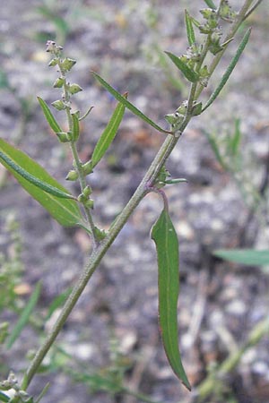 Atriplex oblongifolia \ Langblttrige Melde / Oblong Leaved Orache, D Sinsheim 2.10.2013