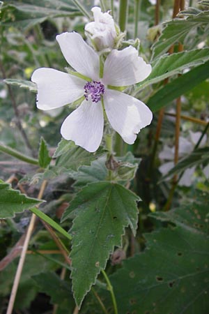 Althaea officinalis \ Eibisch, D Oppenheim 18.7.2014