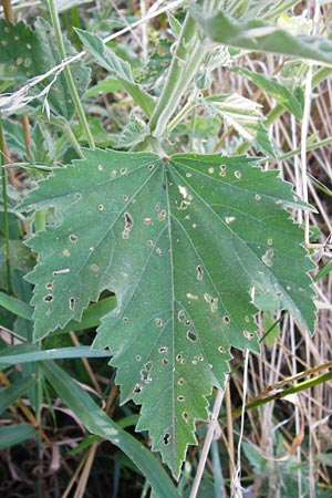 Althaea officinalis \ Eibisch, D Oppenheim 18.7.2014