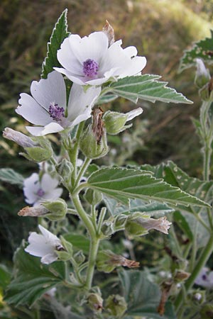 Althaea officinalis \ Eibisch / Common Marsh Mallow, D Oppenheim 18.7.2014